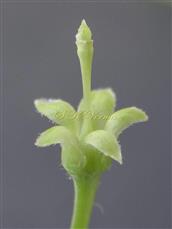  Calyx and Pistil
